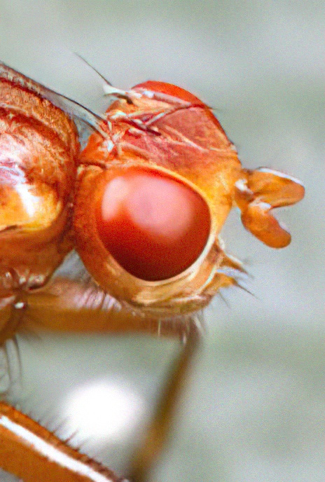 Opomyzid Fly