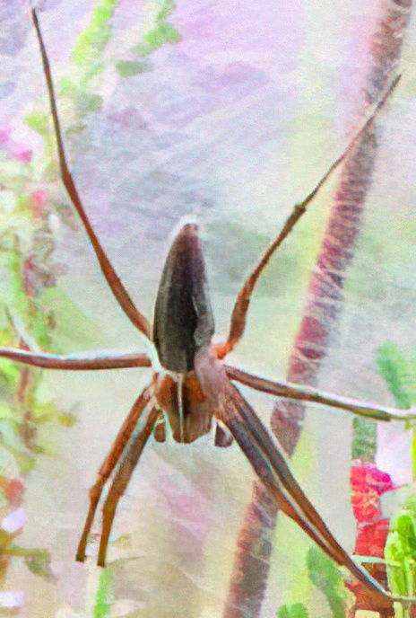 Pisaurid Spider
