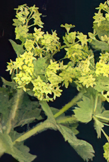 Lady’s-mantle