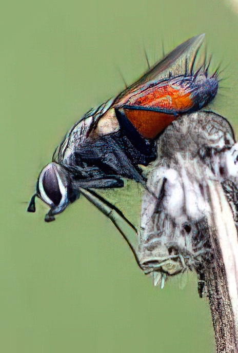 Face-fly