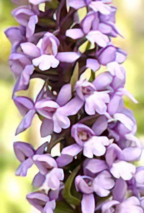Short-spurred Fragrant Orchid