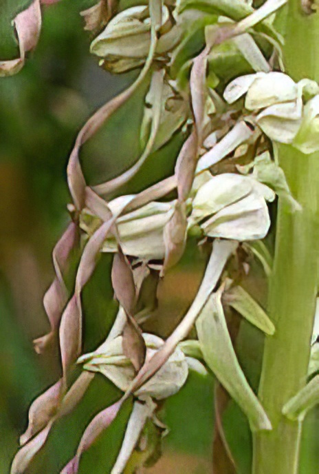 Lizard Orchid