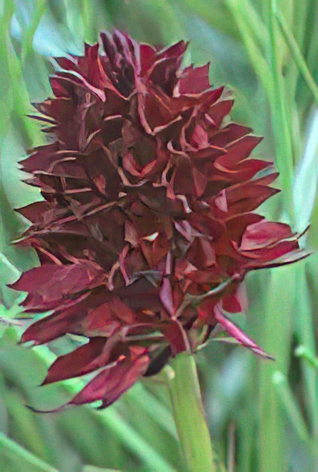 Black Vanilla Orchid