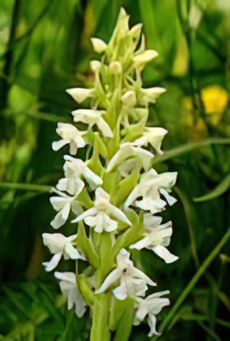 Fragrant Orchid (white form)