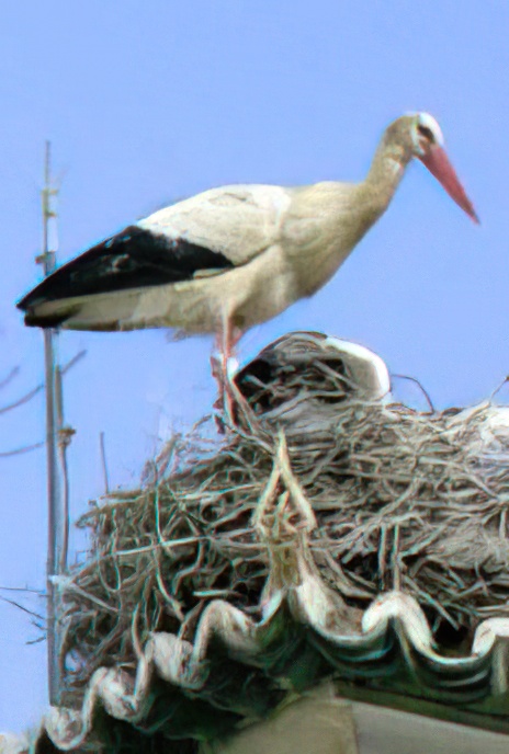 The European White Stork