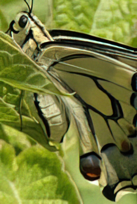 The Swallowtail Butterfly