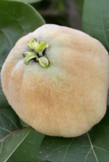 The Quince (fruit)