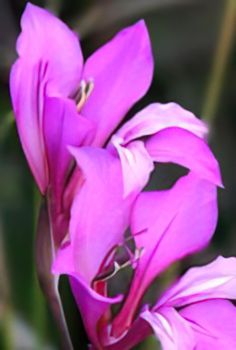 Field Gladiolus or Common Sword-lily
