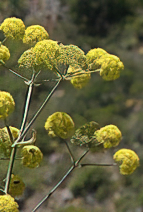 Giant Fennel