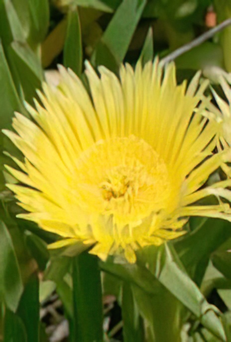 Hottentot Fig, Highway Ice Plant or Pigface