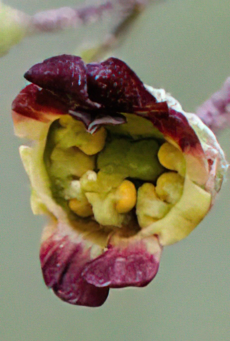 Balm-leaved Figwort