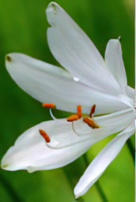 St Bruno’s Lily