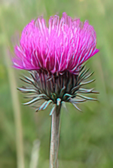 Smooth-stemmed Thistle