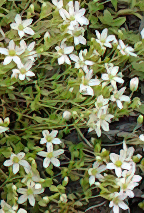 Two-flowered Sandwort