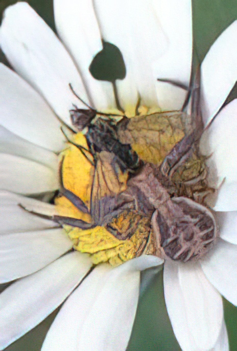 Crab Spider & Fly