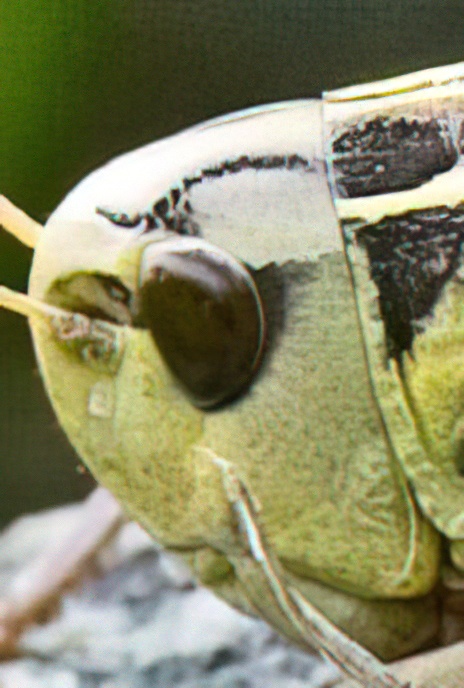 Large Banded Grasshopper (flightless female)