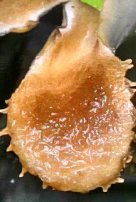 Peltigera polydactyla