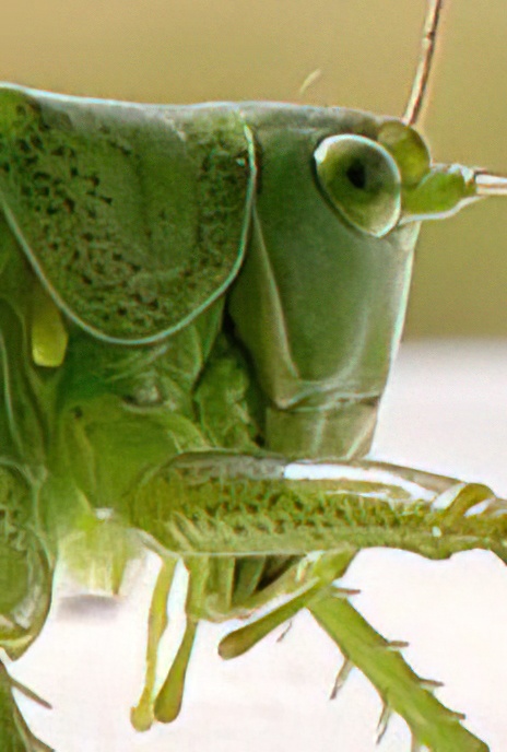 Great Green Bush-cricket