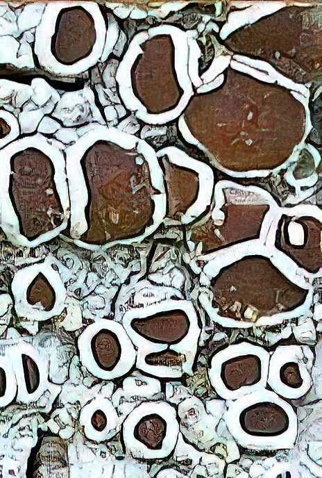 Lecanora chlarotera