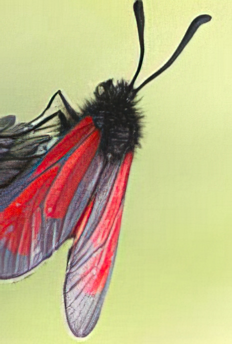 Transparent Burnet Moth (on Betony-leaved Rampion)
