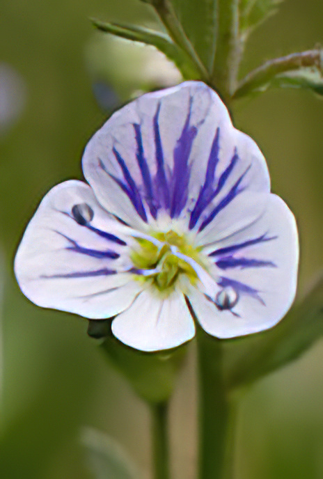 Broad-leaved Speedwell