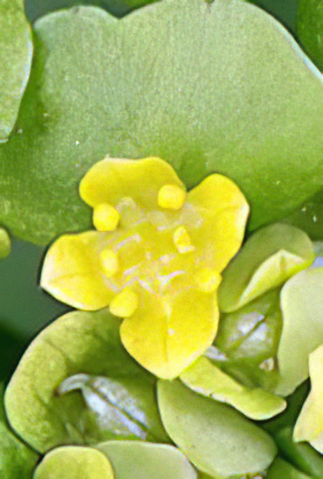 Alternate-leaved Golden Saxifrage