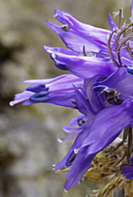 Buonarota’s Speedwell
