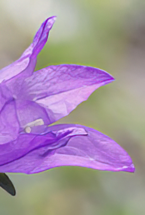 Clustered Bellflower
