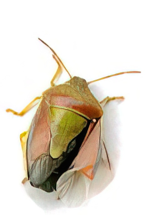 Gorse Shield Bug  & nymphs