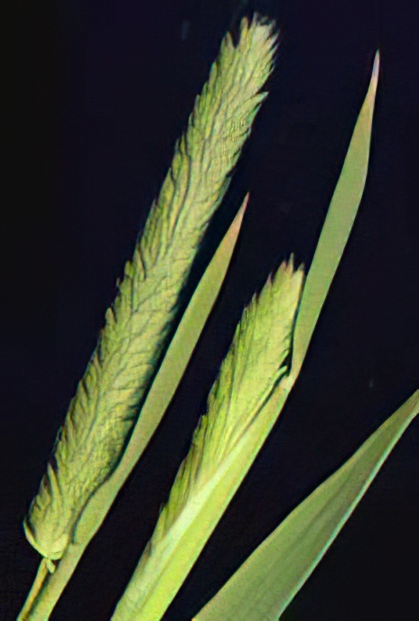 Timothy Grass or Cat’s-tail