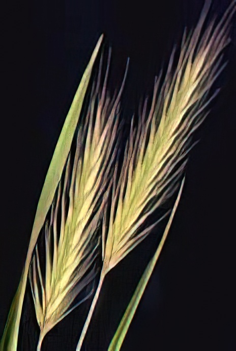 Field Barley