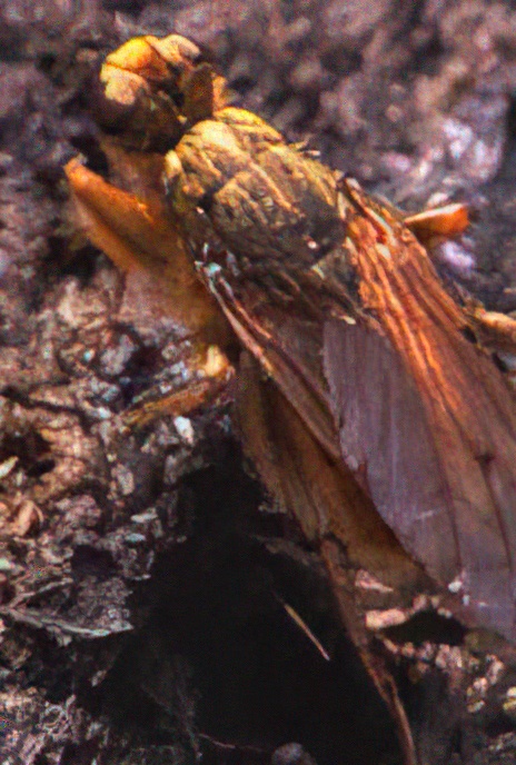 Yellow Dung-fly
