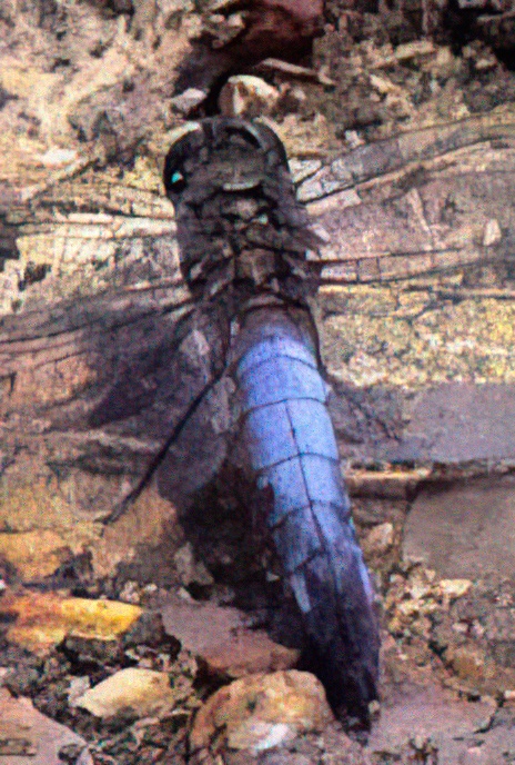 Black-tailed Skimmer (male & female))