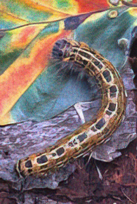 Buff-tip (caterpillar)