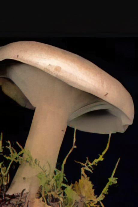 Clouded Agaric