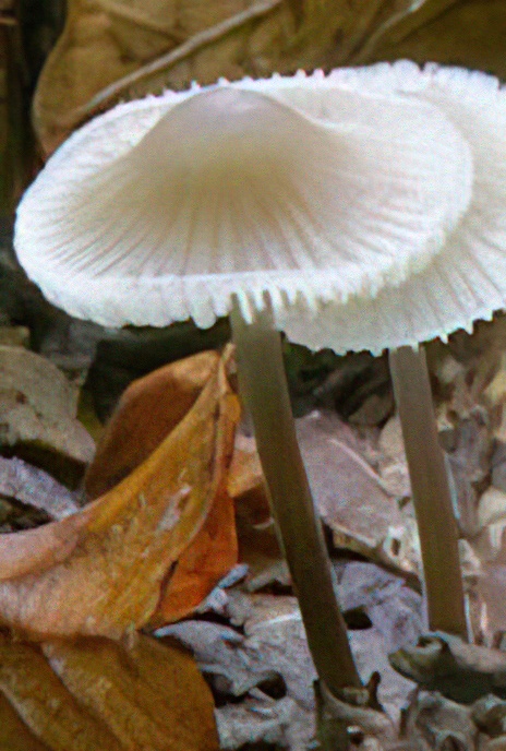 Common Bonnet Fungus