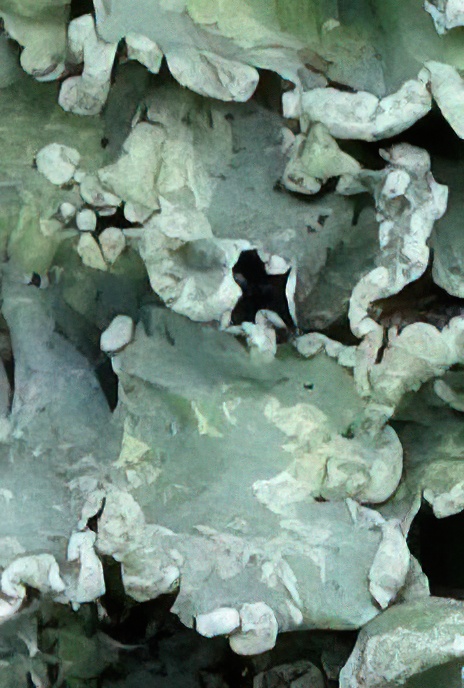 Powdered Ruffle Lichen