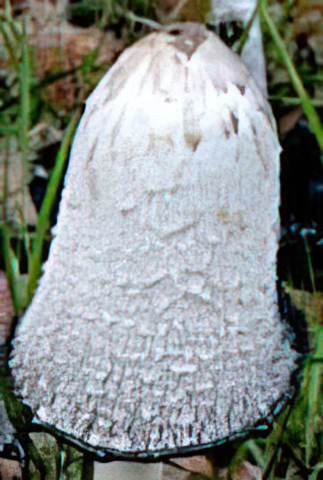 Shaggy Inkcap or Lawyer’s Wig
