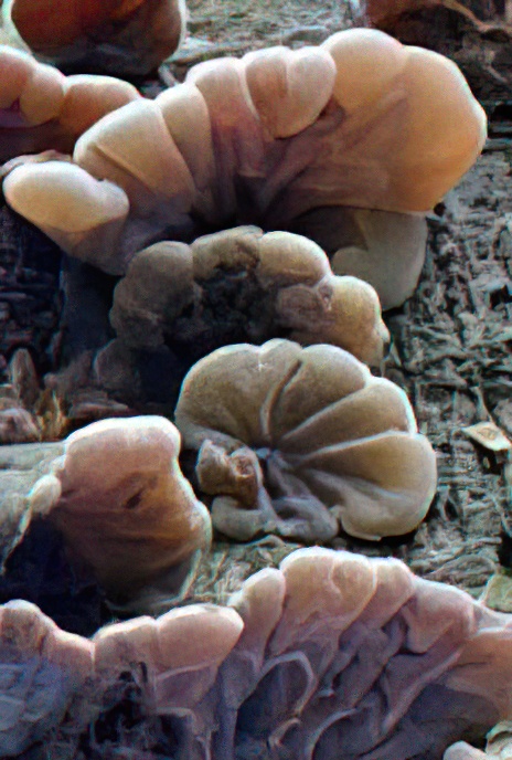Tripe Fungus