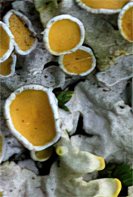 Common Orange Lichen or Maritime Sunburst Lichen
