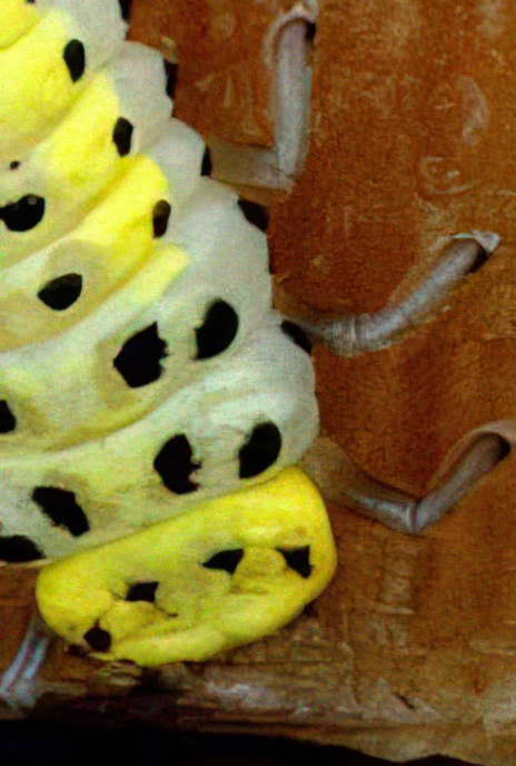 22-spot Ladybird (larva)