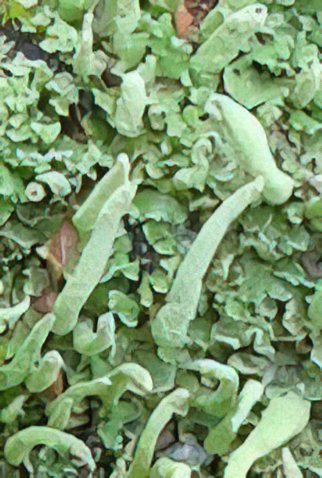 Horned Lichen