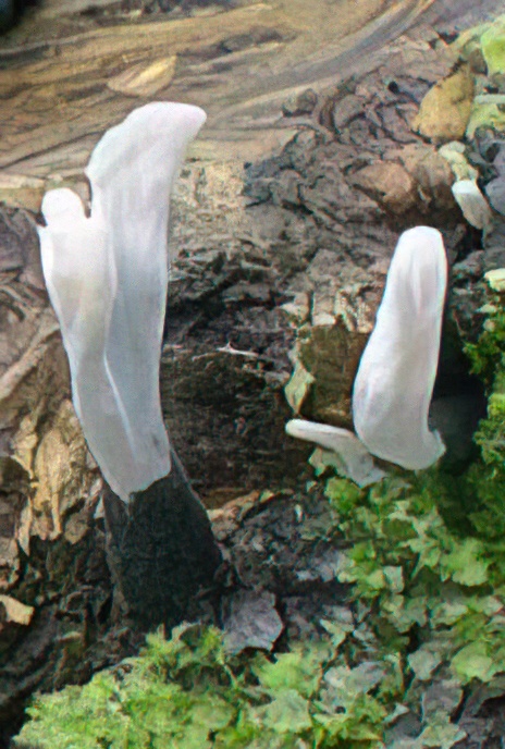 Candle-snuff Fungus