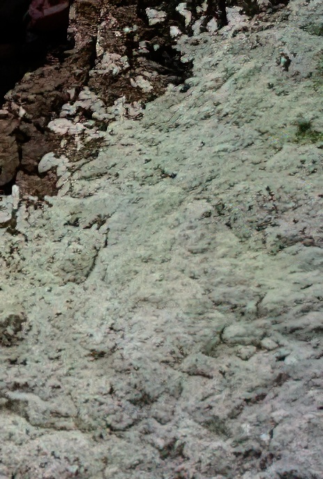 Dust Lichen