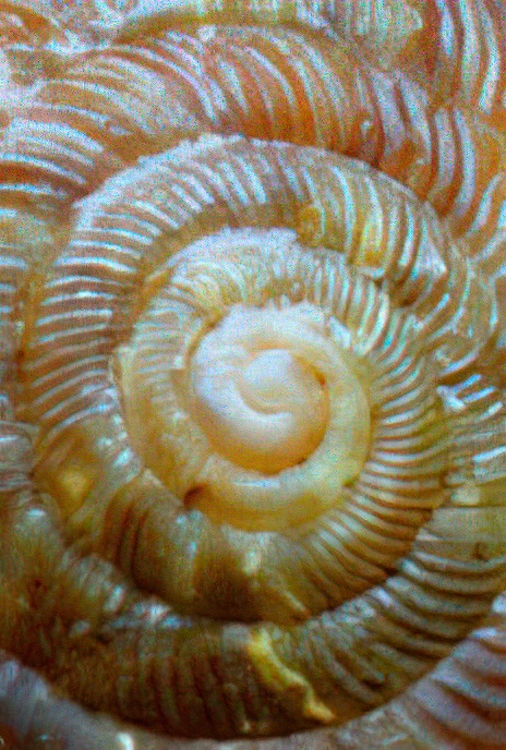 Discus Snail