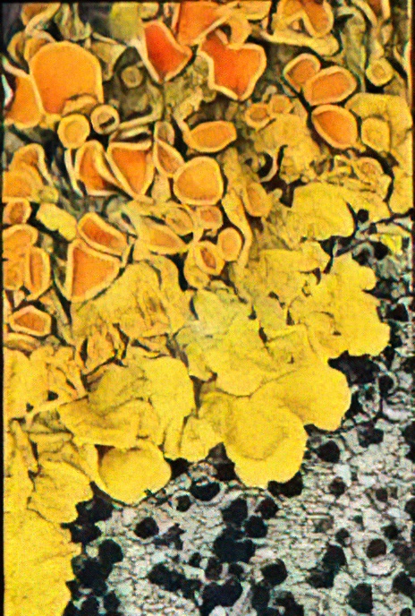 Common Orange Lichen or Yellow Scale or Maritime Sunburst Lichen