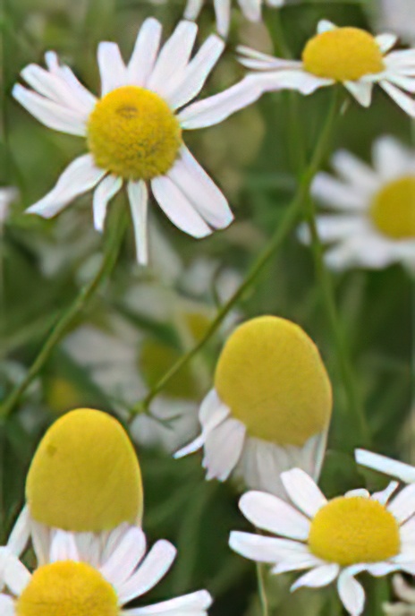 Scented Mayweed