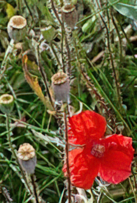Common (Round-fruited) Poppy