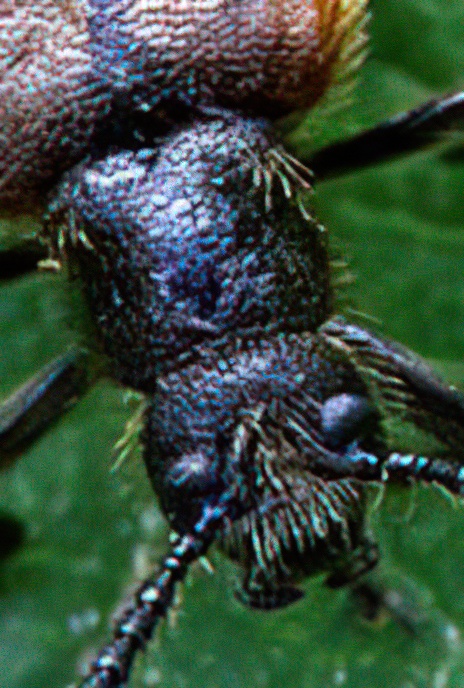 Hairy Brown or Darkling  Beetle