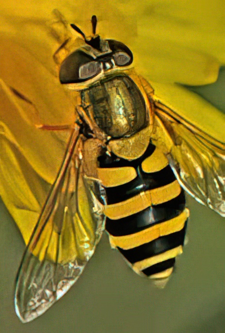 Common Banded Hoverfly